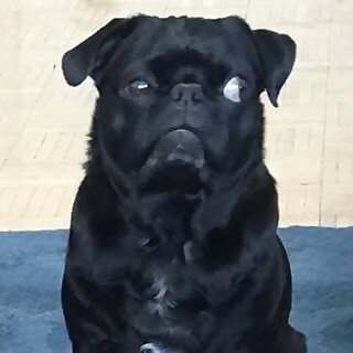 Rufus Pug