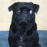 Rufus Pug