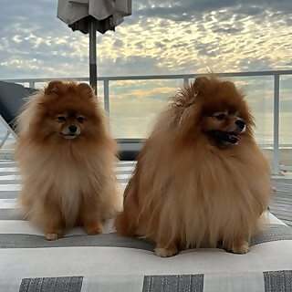 Leo & Lua