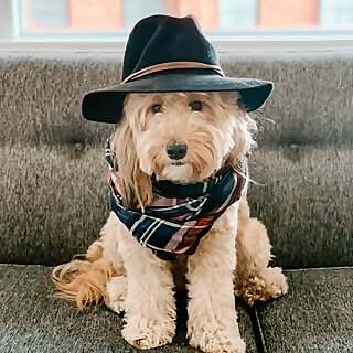 Karma the Bernedoodle