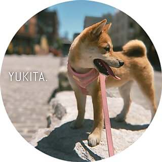 Yukita shiba