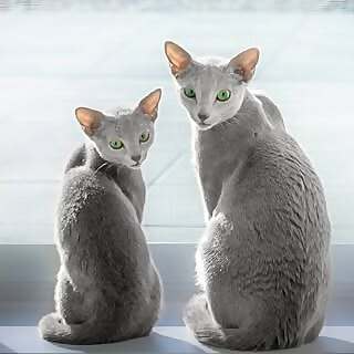 Russian Blue Cats Xafi & Auri