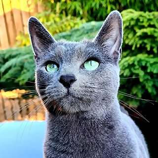 Kira 