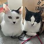 Bruce and Olive