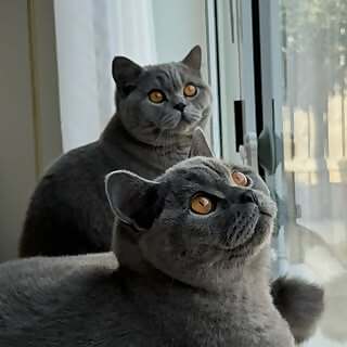 Tom & Remy