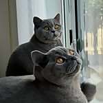 Tom & Remy
