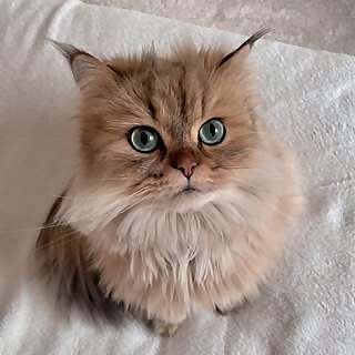 Kingston