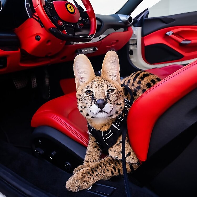 Fiji the Kat
