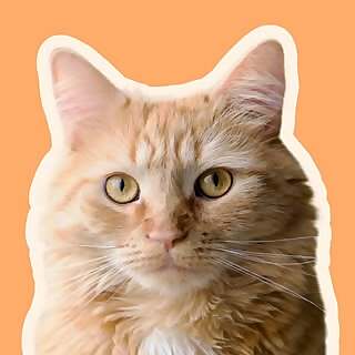 Oh Charlie Cat 