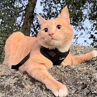 Ember