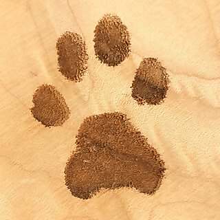 Percy, Jelly Bean, Hemi, Mochi & Wolf