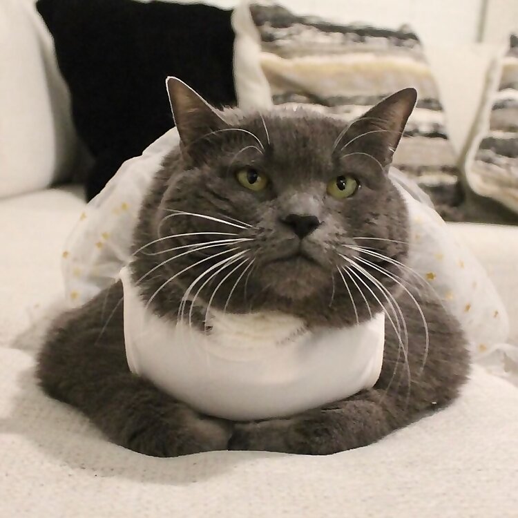 Lulu the Cat