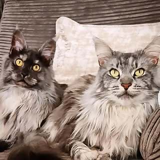 Lunabelle & Luella 