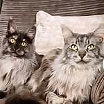 Lunabelle & Luella 
