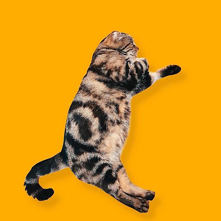 Balu, The Earless Cat 