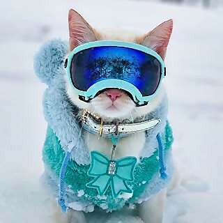 Olaf 