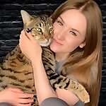Dexter, F6 Savannah Cat
