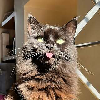 Lady Dennis 