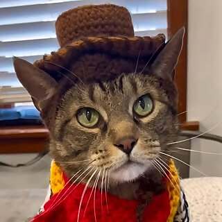 Chance the Catter