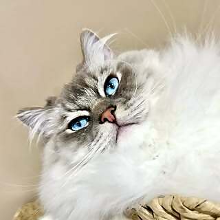 Mickey the Cat