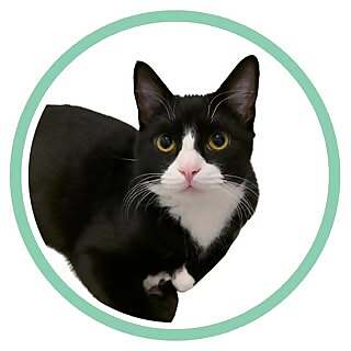 Diego the Icelandic Tuxedo