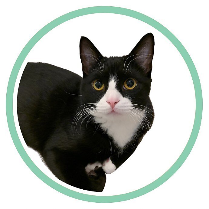 Diego the Icelandic Tuxedo