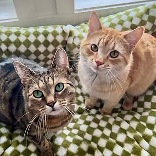 Milo & Mango