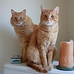 Orangepies
