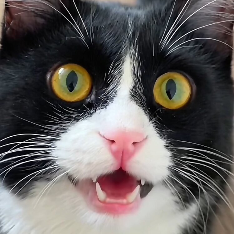 Fedya the Tuxedo Cat & catmom Natalia