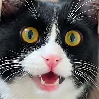 Fedya the Tuxedo Cat & catmom Natalia