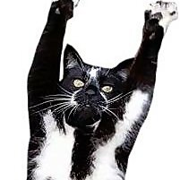 GoalKitty