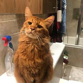 Cats of Barnet
