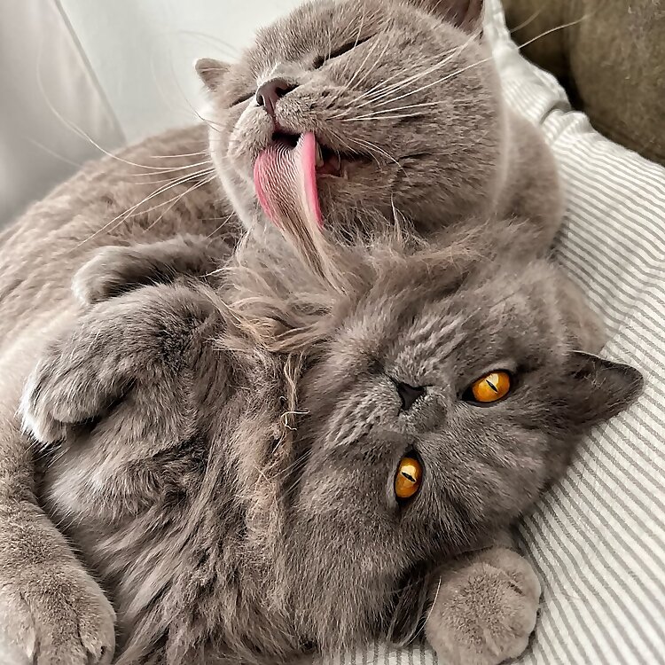 Leonardo & Donatella