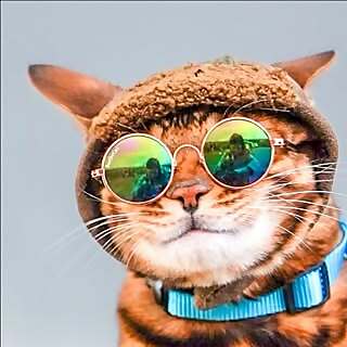 SurferCat - Mavi