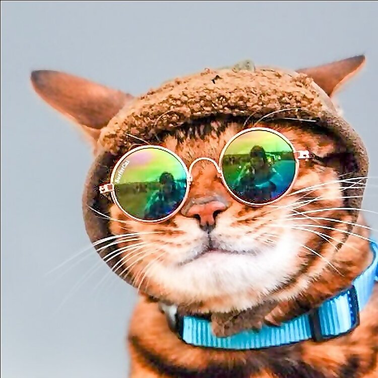 SurferCat - Mavi