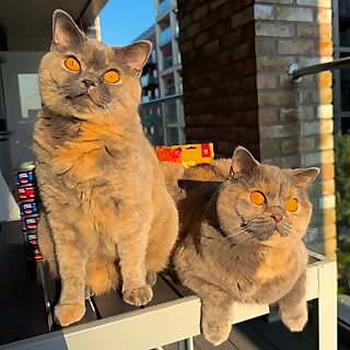 Margo & Lola