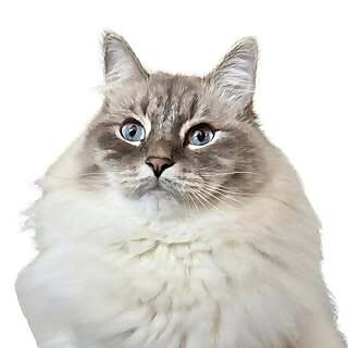 Nimbus 