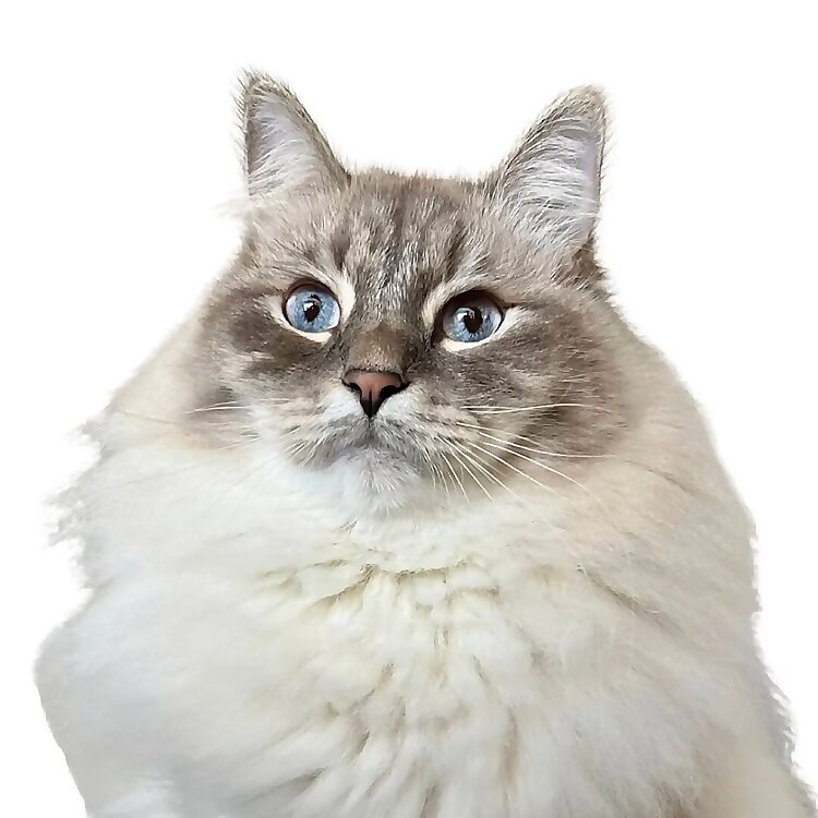 Nimbus 