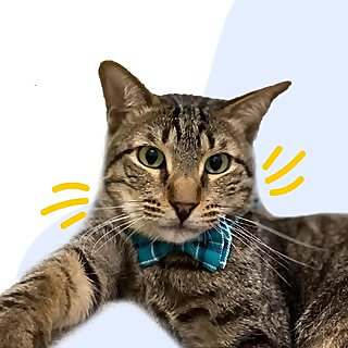 Tigrous 