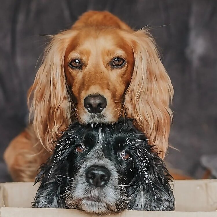 woofwagwalk
