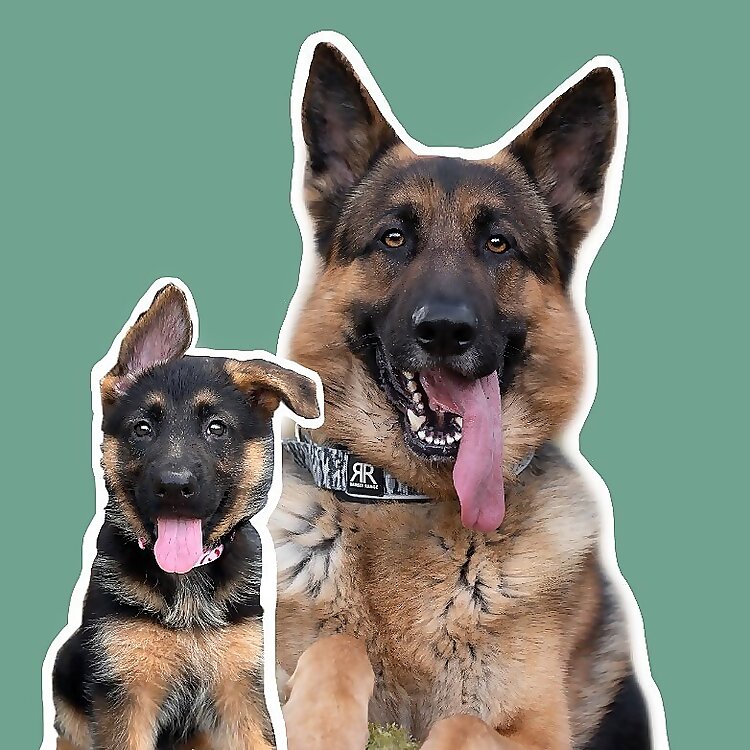 Bear & Bailey
