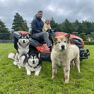 The Matthews Malamute Family