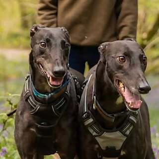 The Silly Hounds