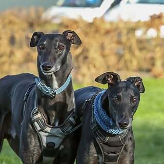 The Silly Hounds