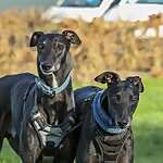 The Silly Hounds