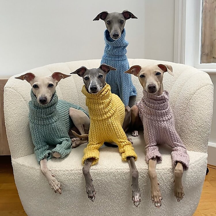 The Iggy Family