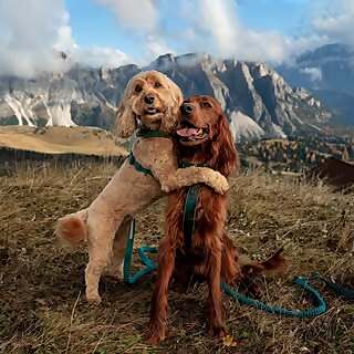Cara, Andy, Poppy & Maple