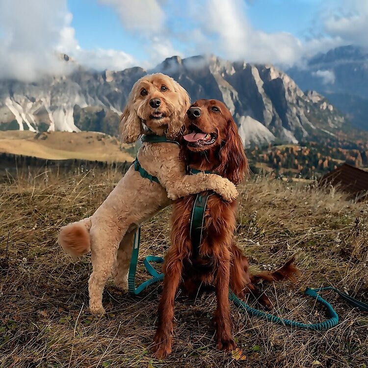 Cara, Andy, Poppy & Maple