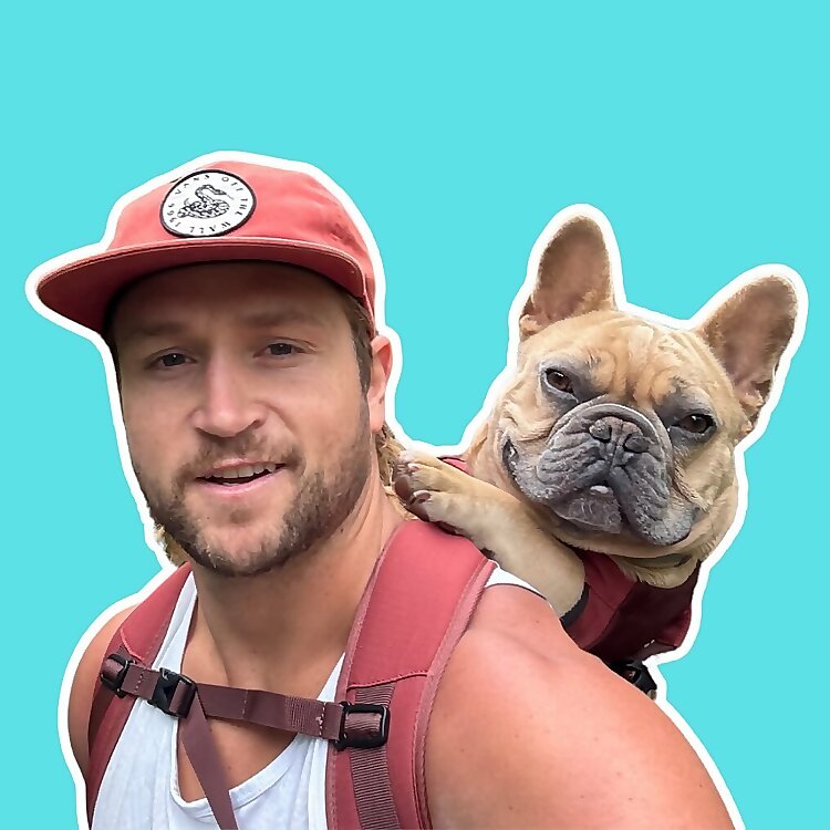 TJ the Frenchie