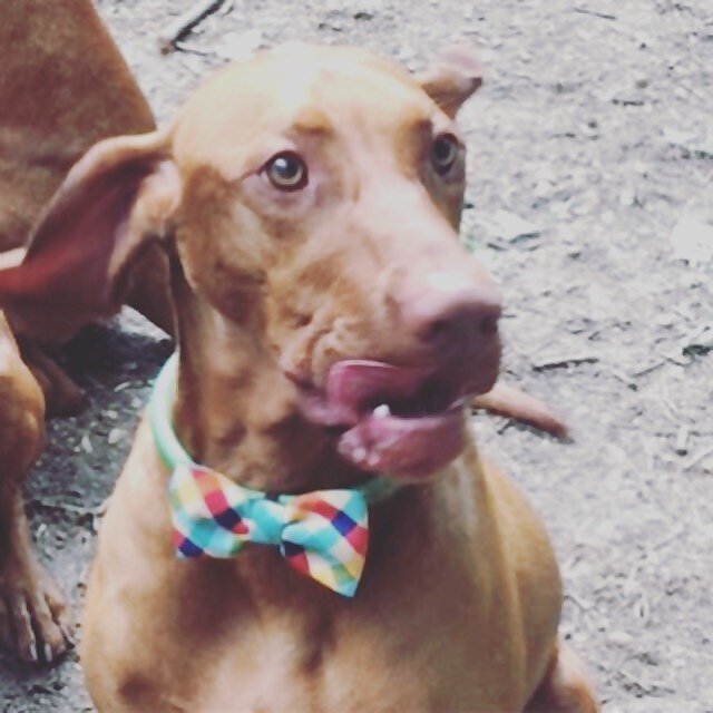 Master Murray & stanley